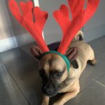 It's Christmas Time. An image of a brown dog wearing a green headband with red reindeer antlers.