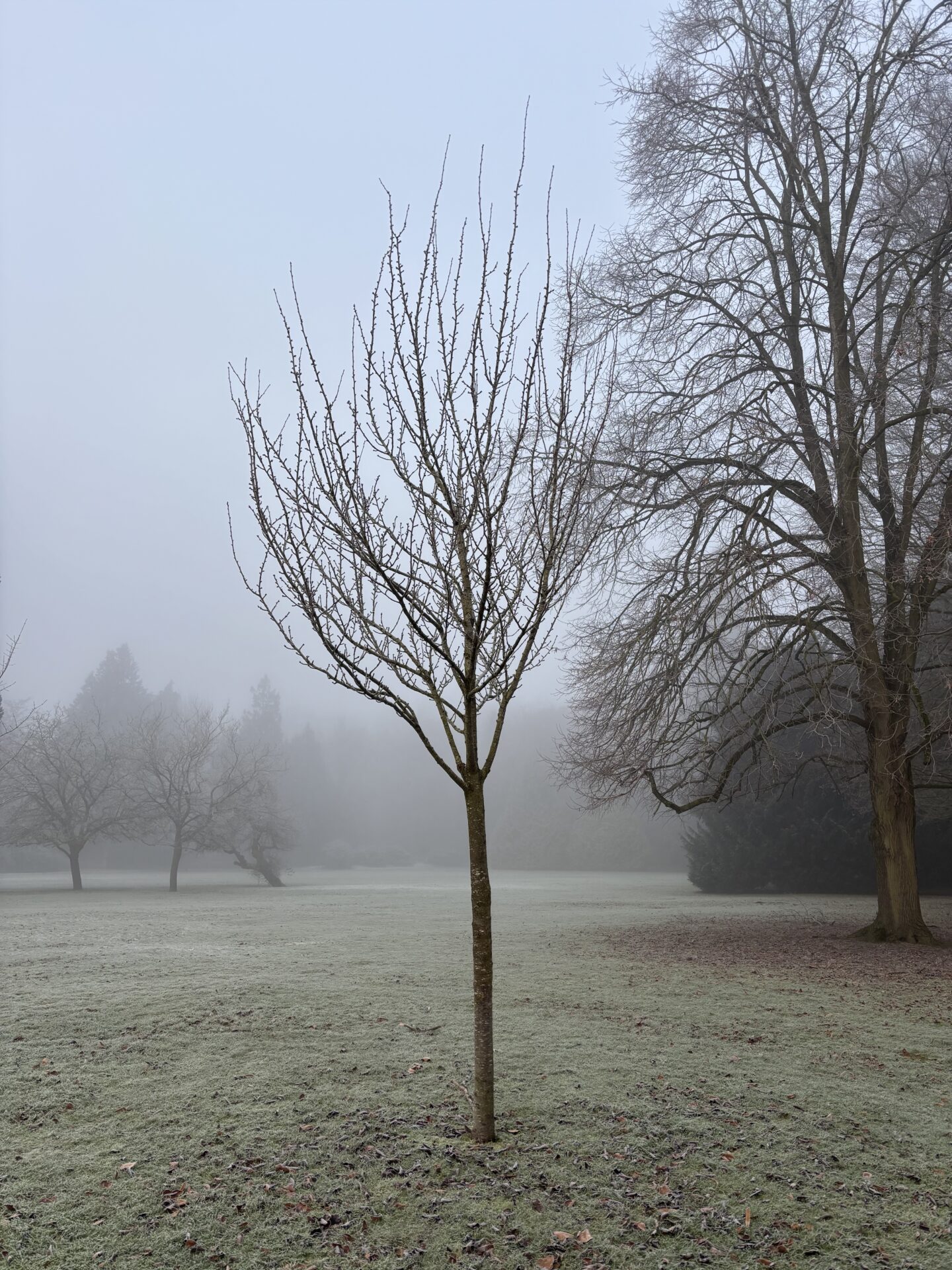 Still anxious. A bare tree in the fog.