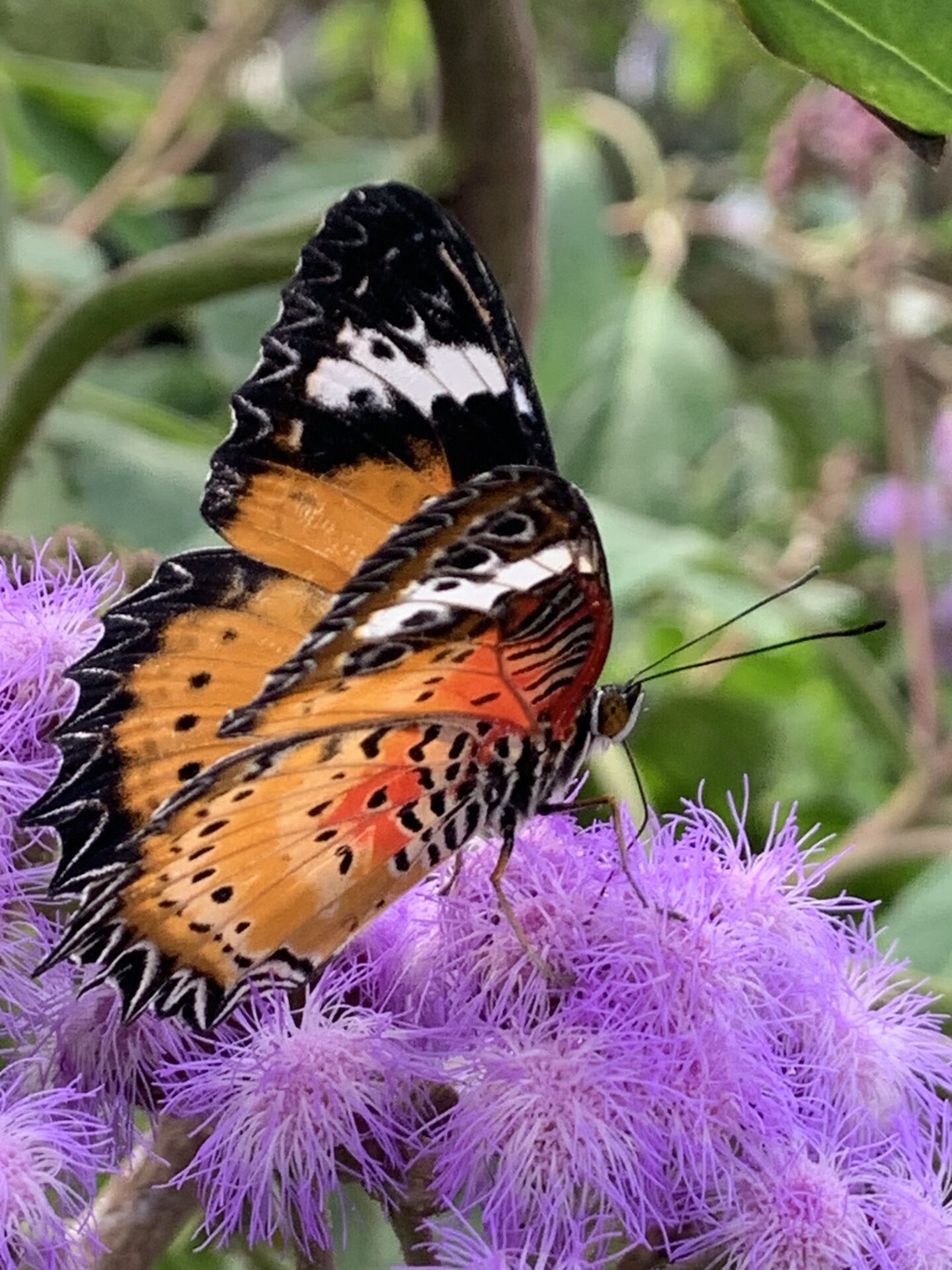 A picture of an orange butterfly on a purple flower. Commitment.