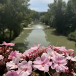 Pink flowers in front of a river